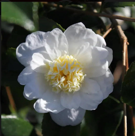 Live Plant - Winter’S Snowmancamellia Japonica-Live Starter Plant