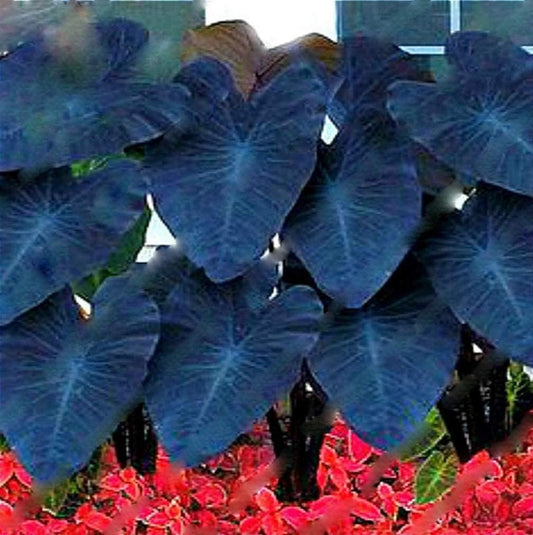 Black Magic Elephant Ear Bulbs for Planting - Grow Stunning Black Elephant Ears Plants - Colocasia Esculenta (5 Bulbs)