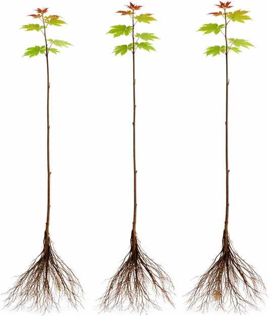 3 Pack Red Maple Trees (Acer rubrum) – Live Hardy Shade Trees, Vibrant Red Foliage, Fast Growing Landscape Trees for Yard & Garden - Ships Dormant, No Leaves