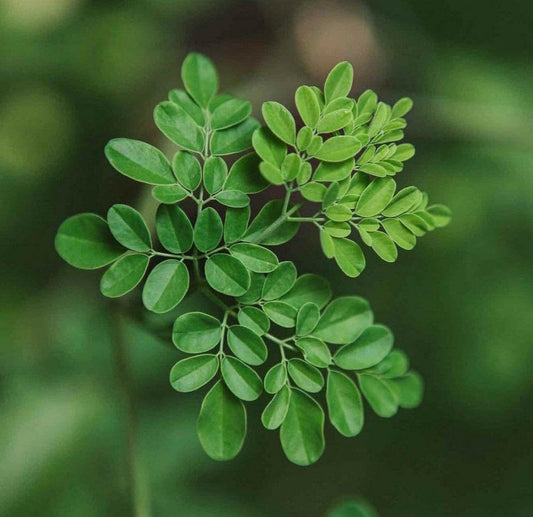 Live Plant - Moringa Oleifera Tree - 6-10" Tall - Drumstick/Horseradish/Benzolive Live Plant