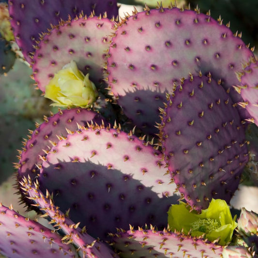 Live Purple Prickly Pear Cactus Plant, Hardy Cactus Succulent, 6-8 Inches Tall for Planting