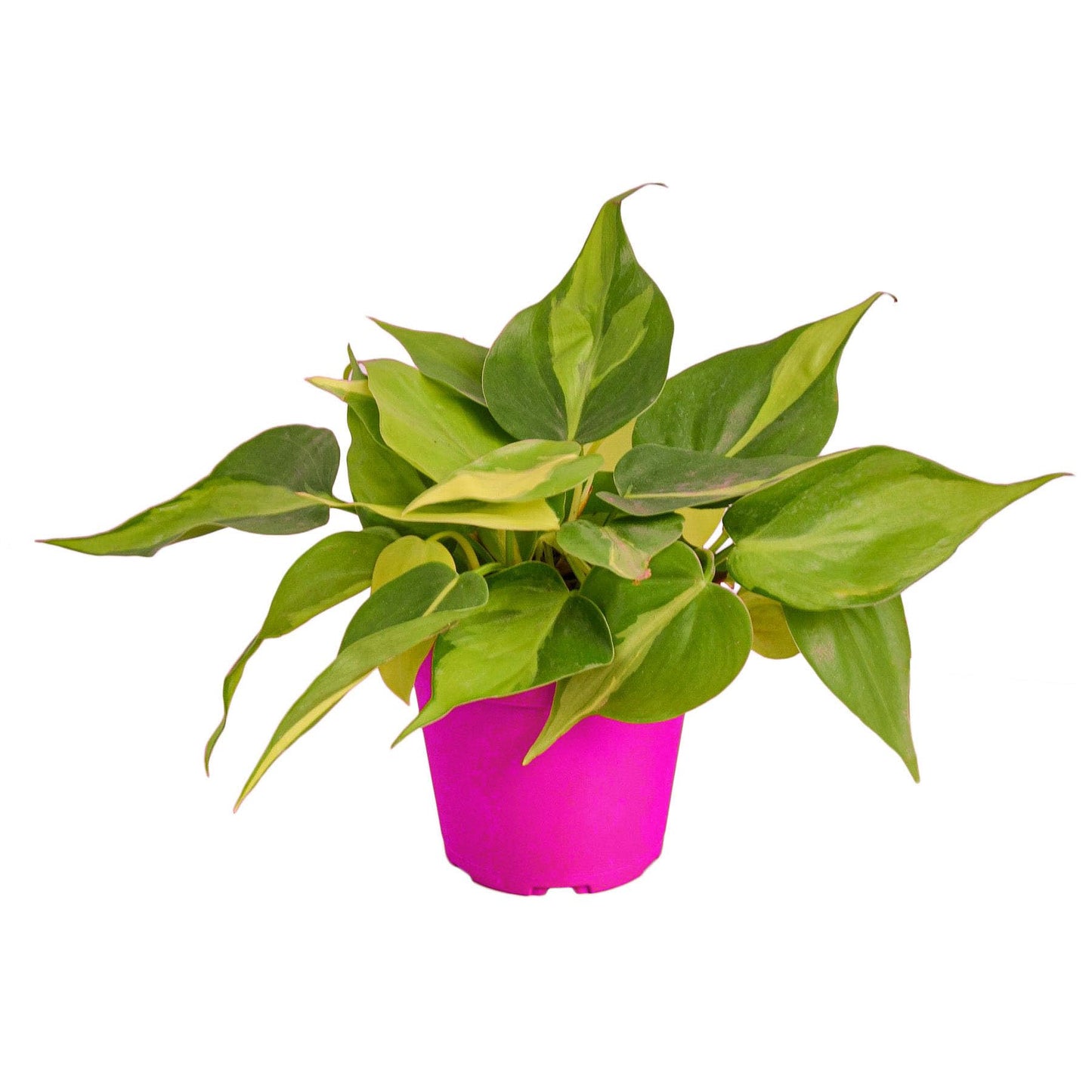2 Pack Philodendron 'Brasil' in 4in Pot - Live Tropical Houseplant - Easy to Grow | Air Purifying | Variegated | USA Growers | The Snobby Leaf