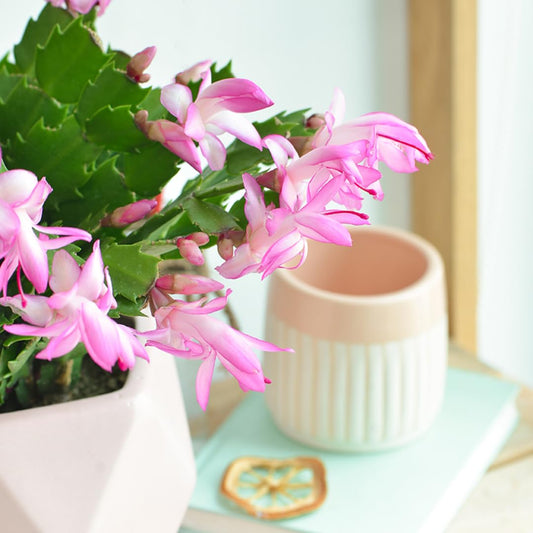 Christmas Thanksgiving Cactus Live Plant in 4 Inch Pot | Beautiful Christmas Cactus Plants | Easy-Care Indoor Houseplant | Perfect Holiday Gift for Plant Lovers | Random Color