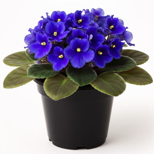 Blue African Violets Live Plants, 4 Inch Pot African Violet Plant, Vibrant Flowers, Perennial Flowering Houseplant