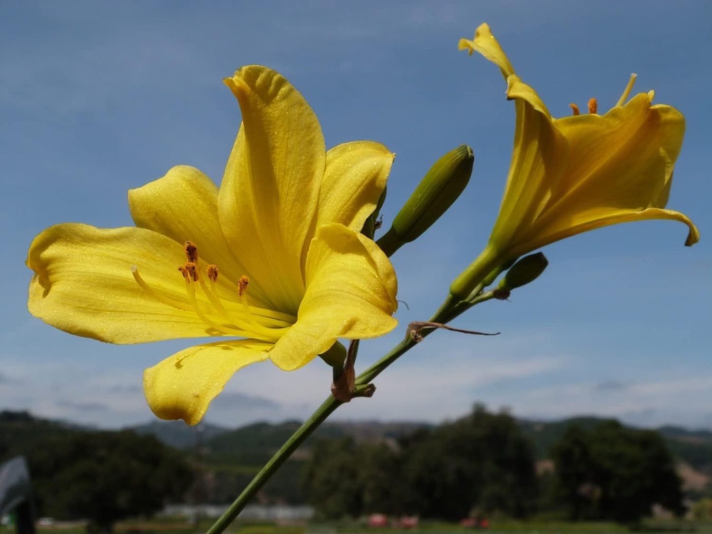 Daylily Yangtze | 3 Live Plants | Hemerocallis | Perennial Garden Favorite, Vibrant Blooms, Easy to Grow, Long Blooming Season, Low Maintenance, Ideal for Borders, Attracts Pollinators