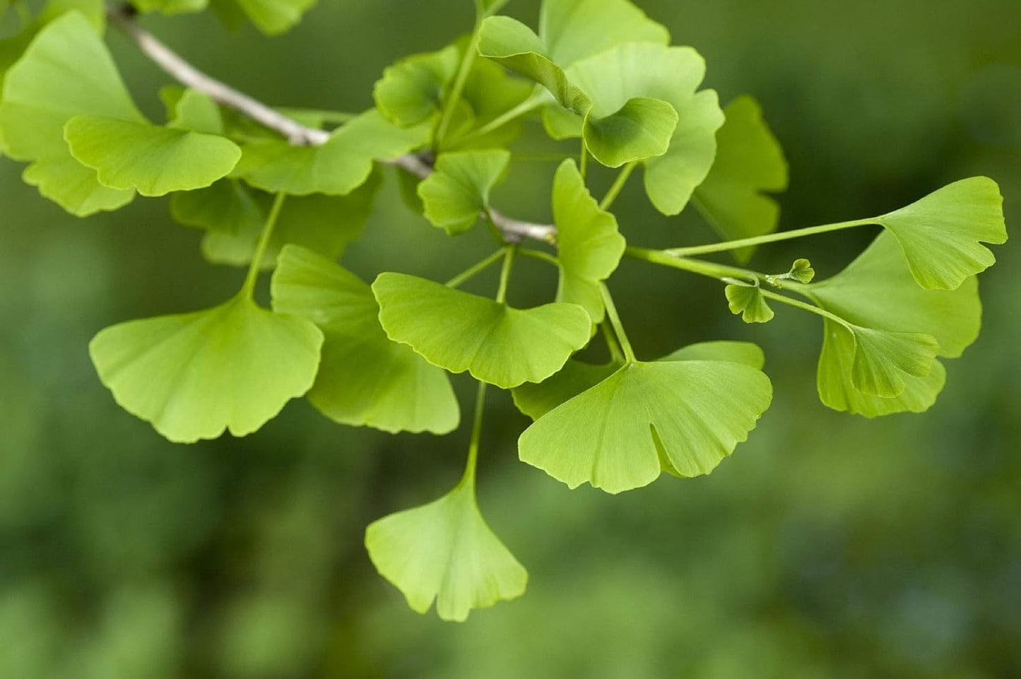 Ginkgo Biloba Trees Live Plants, 6" to 12" Tall Tree Seedling