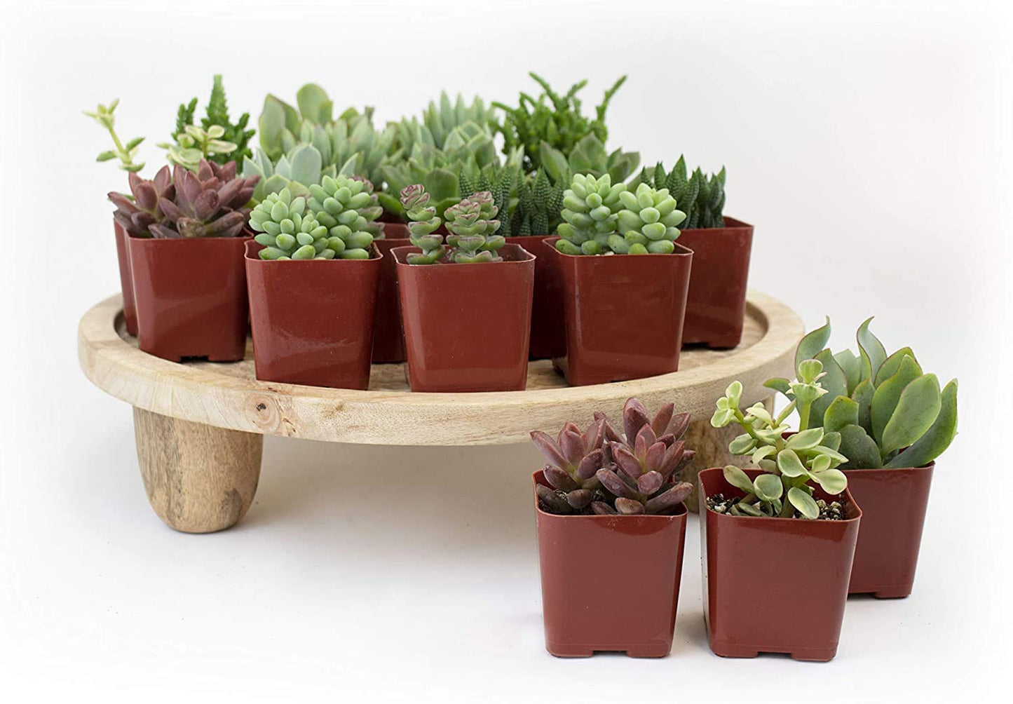 Plants R Us | 20 Pack Succulents in 2" Grow Pots - Indoor/Outdoor Live Plants and Decor - Hardy & Easy Care, 20 Pack