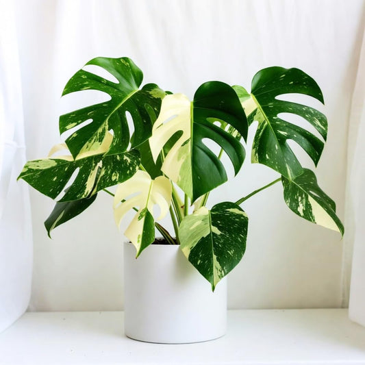 Monstera Plant Live, Starter Plant from 4-6 Inch Tall, Split Leaf Houseplant, Live Monstera Plants Indoor (Constellation)