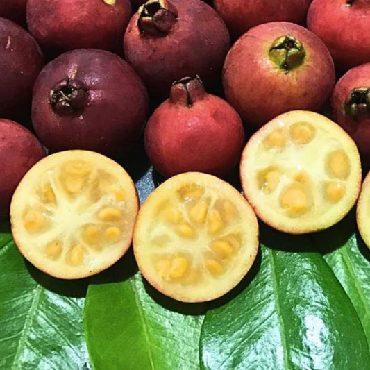 Fragrant Guava Tree Live Plant, Well Rooted 4"-10" in Tall, Tropical Fruit Guavas for Gardening, Zones 9-11 (Strawberry Cherry)