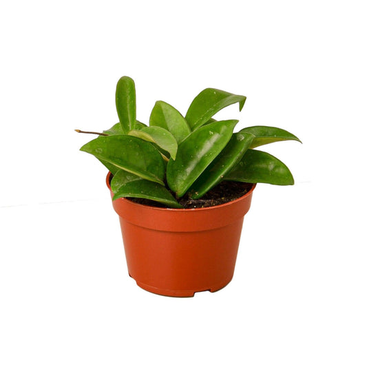 Hoya Carnosa | Live Plant for Indoor & Outdoor | for Living Room, Office, Bathroom | (4" Pot)