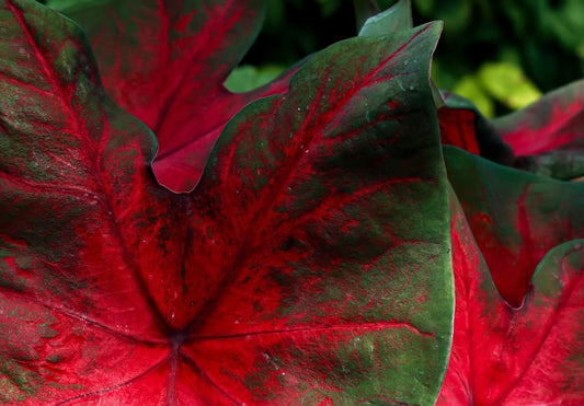 10 Dragon Heart Caladium Bulbs for Planting - Perennial Hosta, Elephant Ears, Fancy (10 Bulbs)