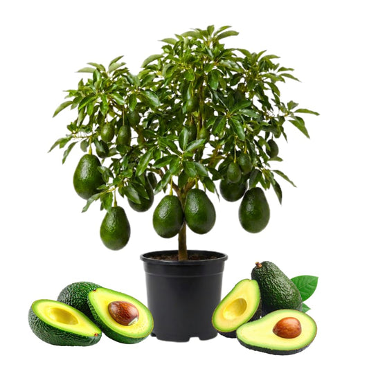 Dwarf Avocado Tree, Avocado Tree Live Plant, 6-12 Inc Tall, Sweet Tropical Fruit Trees for Indoor and Outdoor Planting