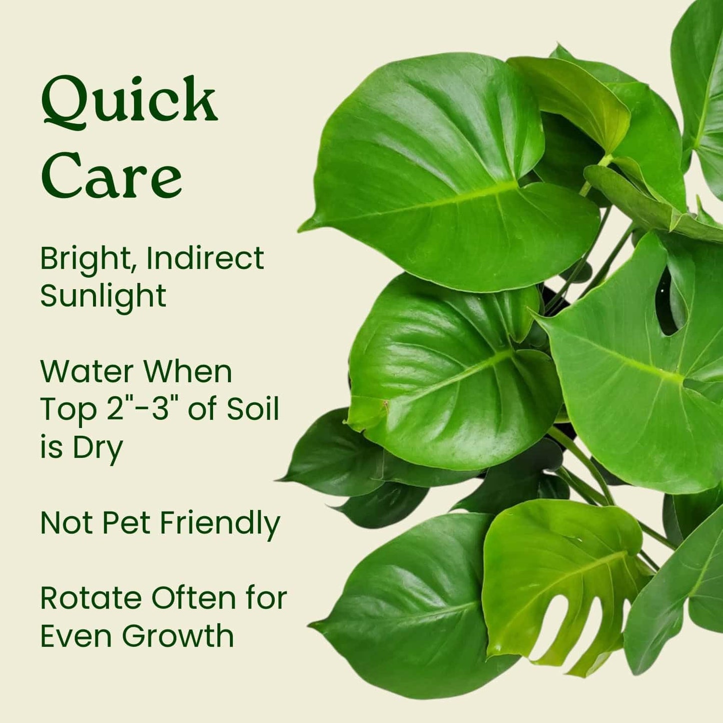 Monstera Deliciosa - Swiss Cheese Plant - Overall Height 24" to 28" - Tropical Plants of Florida (Plant + Heat Pack)