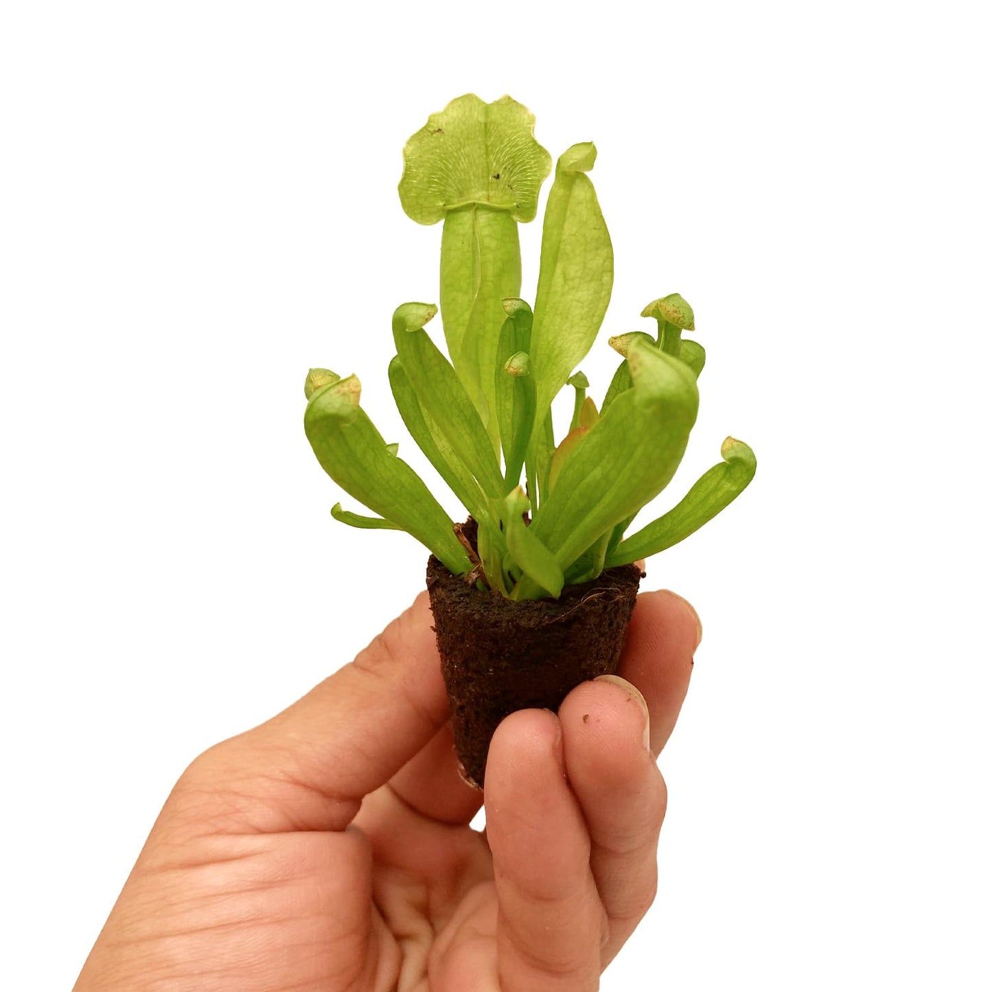 ragnaroc Sarracenia Purpurea SSP. Venosa 2-4" (Purple Pitcher Plant) 2ct – Live Plant for Indoor Outdoor Use, Carnivorous Plants – Live Arrival Guaranteed