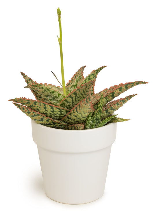 Live Aloe Plant Succulents, Star Aloe Plants Live with White Planter, Succulents Plants Live in Potting Soil Mix, Potted Succulents Live Plants, Cactus Plants Live Succulent Plants by Plants for Pets