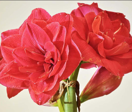 New Variety Amaryllis: Top Notch - Double Rose Pink – 28-30 cm Bare Root Bulb – Amaryllis Top Notch is one of a Kind Double Amaryllis Form with Layer Upon Layer of Pink Petals.