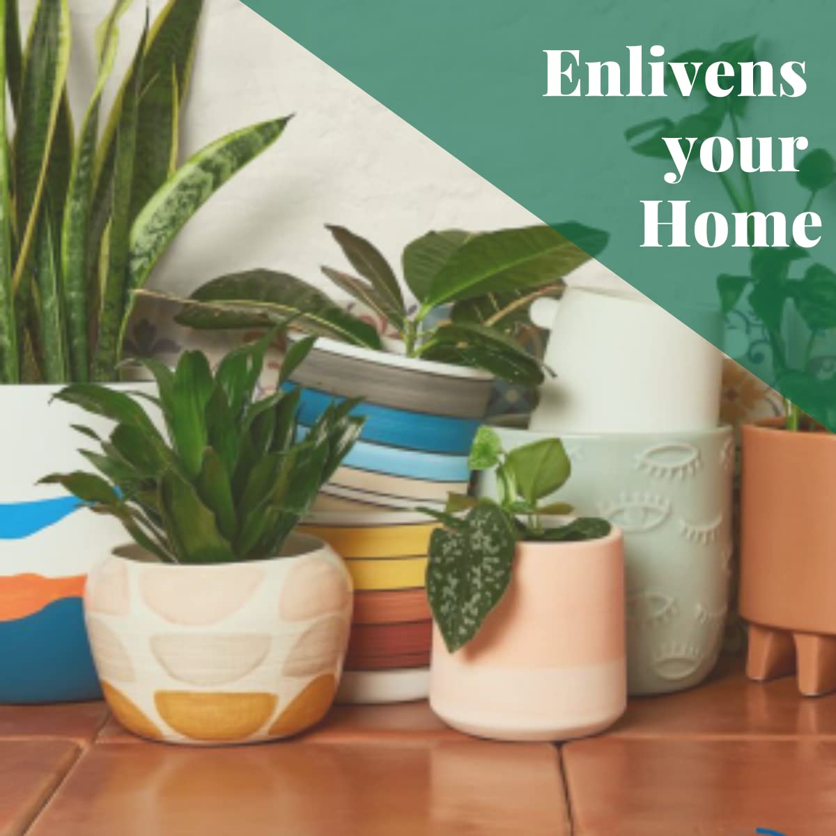 House Plant Shop | Lipstick 'Classic' - 6" Pot | Live Indoor Plant | Easy to Care | Natural Décor Plant | Great Gifts| Free Care Guide