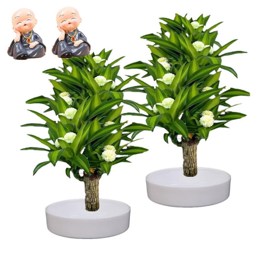 Brazilian Lucky Wood，Easy to Maintain and Purify the Air Brazilian Wood，Suitable for Living Rooms, Kitchens, Bedrooms, Desks, and Outdoor Gardens (2C)