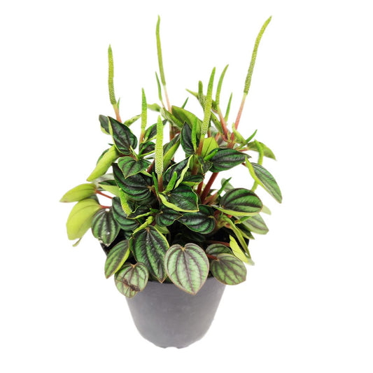 Live Houseplant 4" Peperomia Piccolo Banda - Easy Care Indoor Plant - House Plants Indoors Live - Low Light Houseplants - Plants Live Houseplants - Air-Purifying Houseplant for Gift or Home Decoration