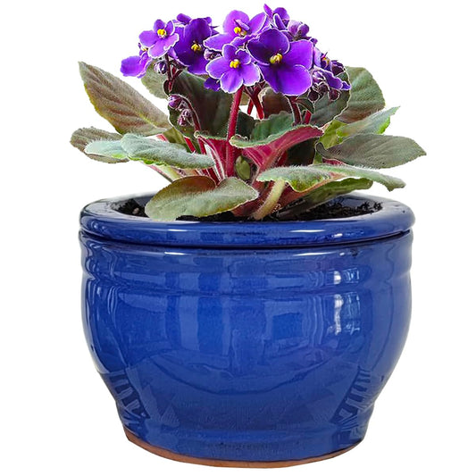 Dphagesy African Violet Pots Self Watering Round Ceramic Violet Pot (Blue, 6 inch)