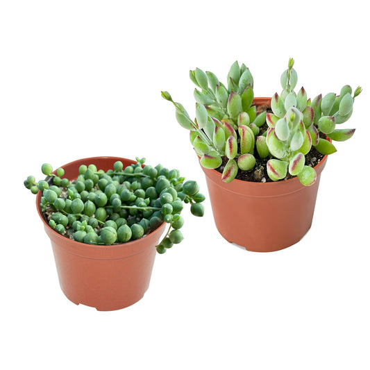 4-inch Succulents Set (2 Pack), String of Pearls + Cotyledon Pendens, Live Succulents Plants Fully Rooted in 4" Pots with Soil, for Home Decor, Wedding Party Favor Gift