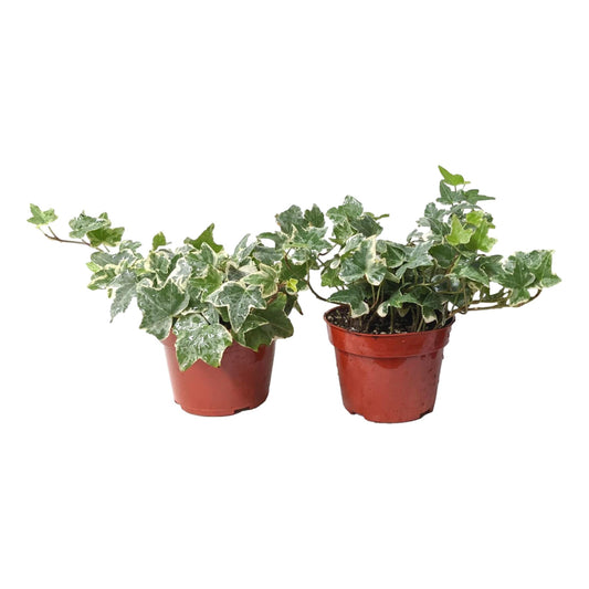 Easy to Grow Ivy Variegated Houseplant - 2 Pack Potted Plants in Grower Pots, Low Maintenace Indoor