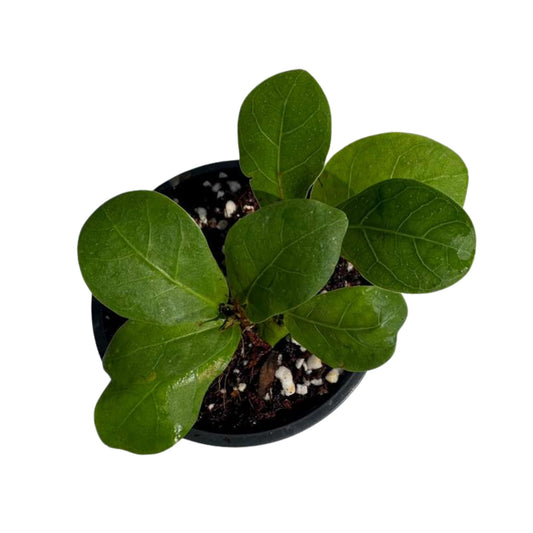PLANTVERS Fiddle Leaf Fig in 2" Grow Pot – Ficus Lyrata - Live Indoor Houseplant – Easy Care Low Maintenance Tropical Plant – Air Purifying Plant for Home or Office Décor