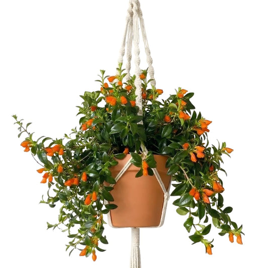 Trailing Goldfish Plants Live Houseplants | Live Columnea Nematanthus in 4-Inch Pot | Colorful Trailing Goldfish Plant for Indoors | Perfect for Tables & Home Décor | Ideal Gift for Plant Lovers