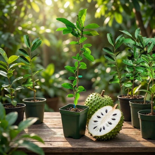 Soursop Live Plant, Tropical Soursop Fruit Tree 5-8'' Tall, Annona Muricata Tree for Growing Outdoor