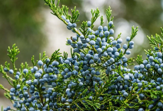 Eastern Red Cedar Tree - 10-16" Tall Live Plant - Quart Pot - Redcedar Juniper Evergreen Seedling - Juniperus virginiana
