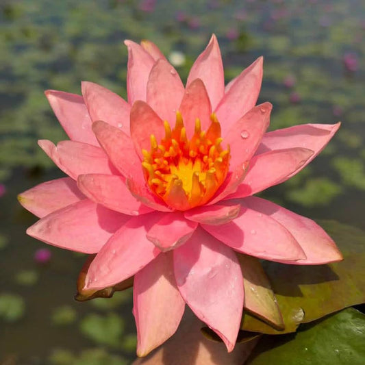 6 Live Colorado Water Lily Tubers – Hardy Orange Nymphaea Pond Lily Rhizomes for Outdoor Ponds and Water Gardens