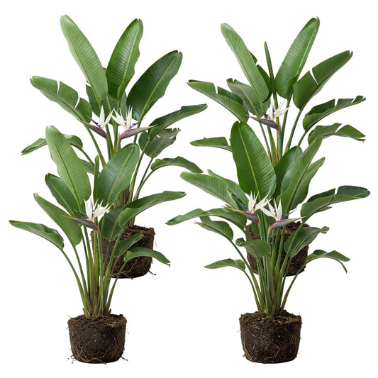 Set 4 Bird of Paradise Plants Strelitzia Flowers Plants Tropical Craneflower Plant 4-6 Inch Tall - White Bird of Paradise Flower