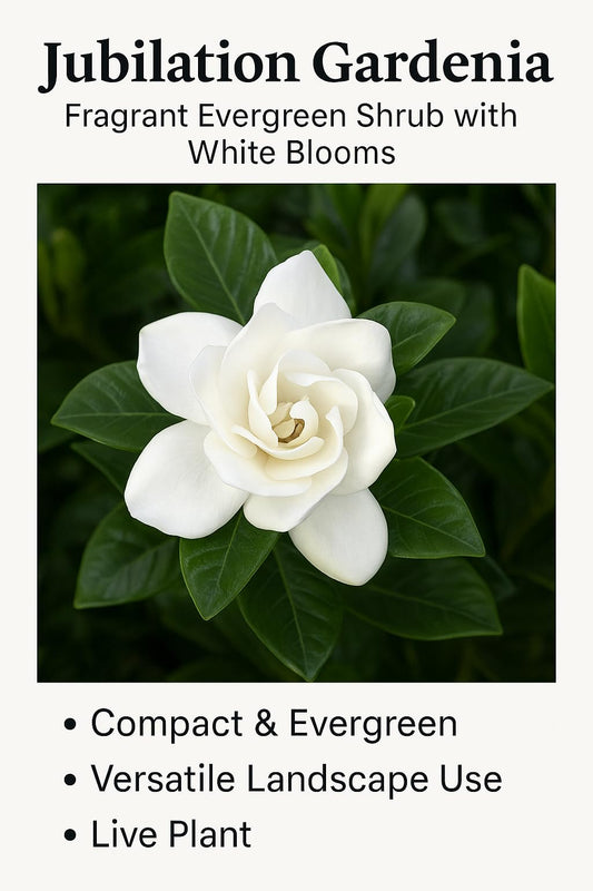 Jubilation Gardenia – Fragrant Evergreen Shrub with White Blooms – Compact Gardenia for Landscapes, Borders & Containers – Live Plant (2 Gallon Plant)