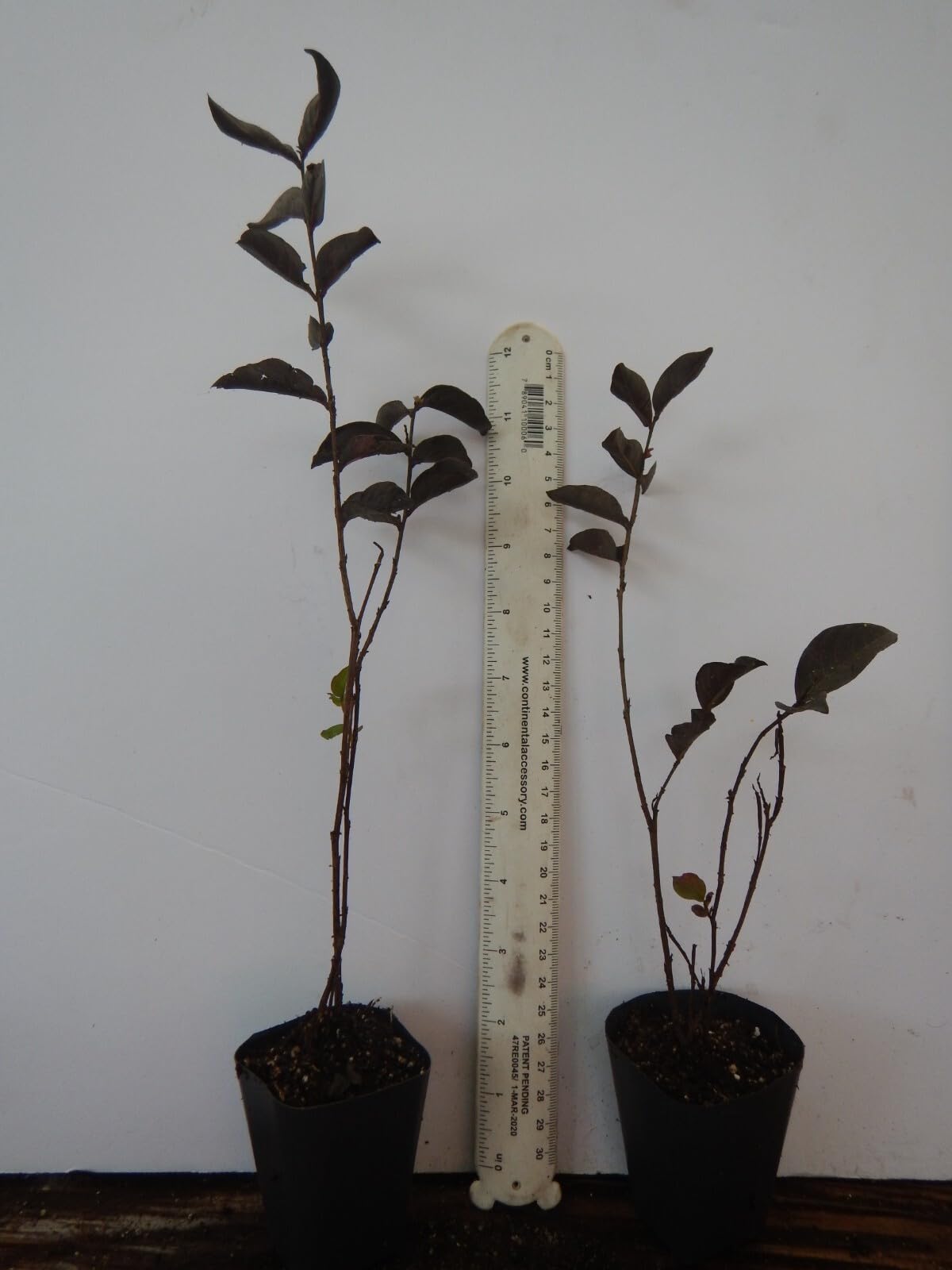 Live Plant - Lavender Skies Thunderstruck Crape Myrtle Starter Lagerstroemia Starter Plant