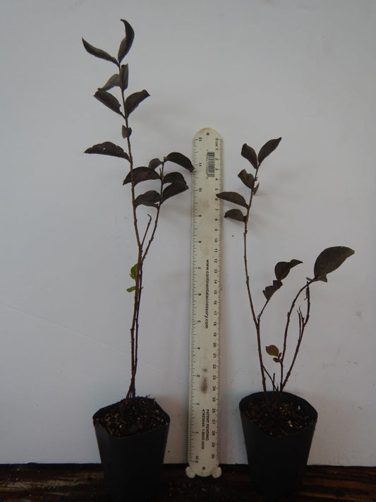 Live Plant - Lavender Skies Thunderstruck Crape Myrtle Starter Lagerstroemia Starter Plant