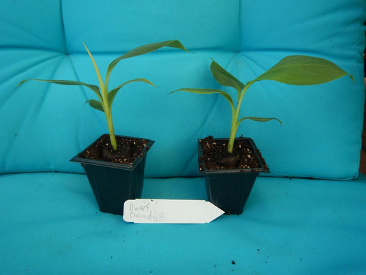 Live Plant - Dwarf Cavendish Banana Tree Live Musa Banana Starter Plant