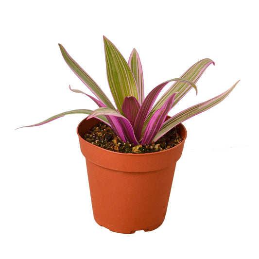 Oyster Plant 'Moses in The Cradle' | Live Plant for Indoor & Outdoor | for Living Room, Office, Bathroom | (4" Pot)