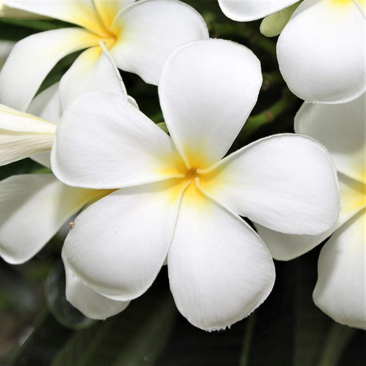 Hawaiian White Plumeria Cutting - Live 10" Frangipani Plant - Fragrant Lei Flower - Premium Big Island Grown Tropical Plant