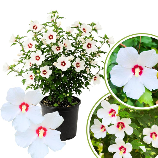 Rose of Sharon Plants Live, Full Rooted from 1.5 to 2.5 Feet Tall, Red White Althea Rose of Sharon Plant, Vibrant Flowers for Summer Color