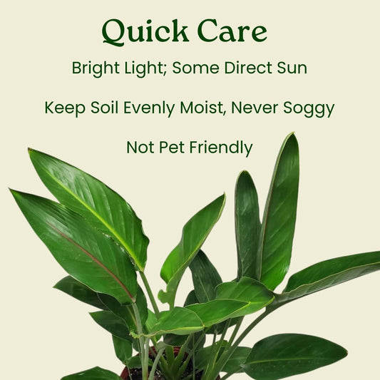Tropical Plants of Florida Bird of Paradise Live Plant Orange Flower - 3 Gallon 30 to 36 Inch Tall Indoor Outdoor Tropical Foliage Plant