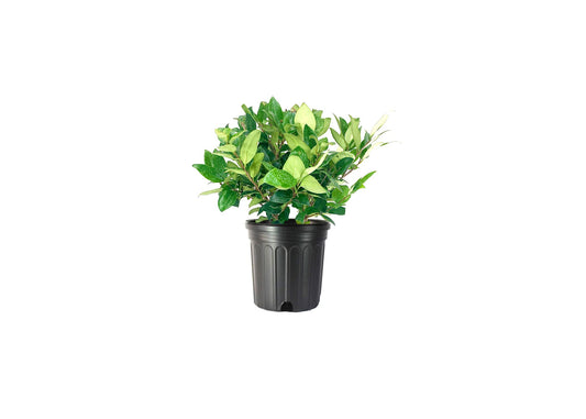Ligustrum Waxleaf Privet | 1 Large Trade Gallon Size Plants | Blooming Evergreen Tree Privacy Hedge
