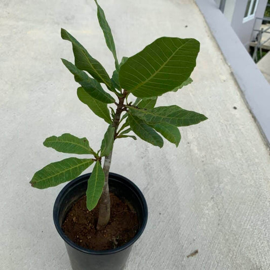 Live Plant - Cashew Nut/Pajuil (Anacardium Occidentale) Tropical Fruit Tree 12”-18” Big