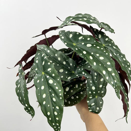 Shirfloral 2Pcs Begonia Maculata Artificial Plant 11.8In Fake Trout Begonia Faux Polka Dot Greenery Plant for Office Desk Indoor Outdoor Home Planter Decor