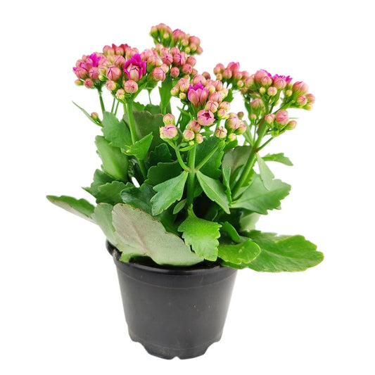 Live Indoor Flowering Houseplants, Pink Kalanchoe blossfeldiana Flaming Katy in 4" Grower Pot, Easy Care Houseplants, Live Plants for Home and Office Decor