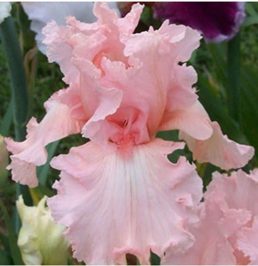 Superior Pink Attraction Bearded Iris Rhizomes/Roots/Bulbs (1 Each) - Amazon 30-Day Returnable Guarantee