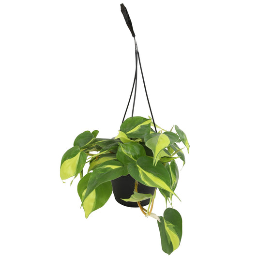 Brasil' Philodendron Plant Hanging Basket, 6" Pot, Live Philodendron Air Purifying Plants Indoor House Plants, Heart Leaf Philodendron Hanger Decor, Easy Care Real Plants by Plants for Pets