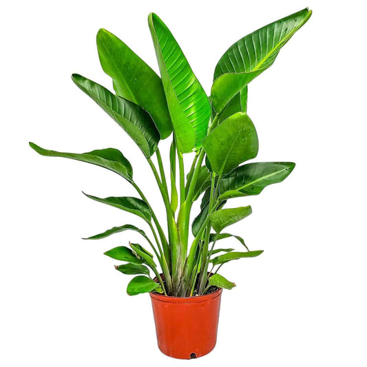 White Bird of Paradise Plant - Live Tropical Foliage Plant - Overall Height 30" to 36" - Tropical Plants of Florida (Plant + Indoor Soil)