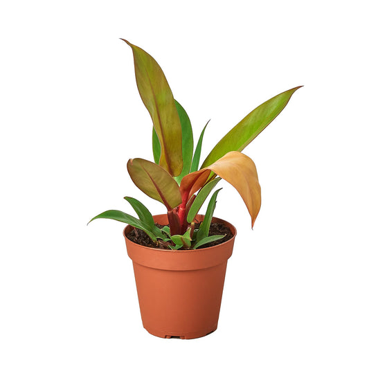 Philodendron 'Prince of Orange' | Live Plant for Indoor & Outdoor | for Living Room, Office, Bathroom | (4" Pot)