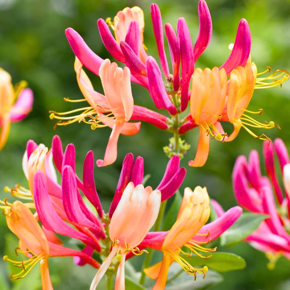 Fragrant Pink Yellow Climbing Honeysuckle Plant Live Vine, Lonicera Perennial Honeysuckle Plants 5 to 9 Inches Tall