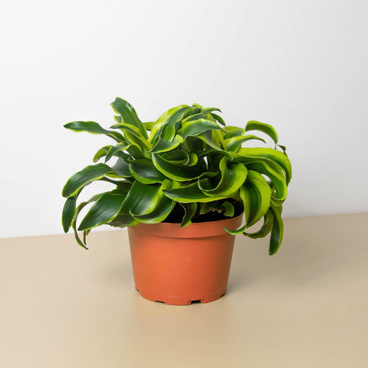 Dracaena 'Tornado' | Live Plant for Indoor & Outdoor | for Living Room, Office, Bathroom | (6" Pot)